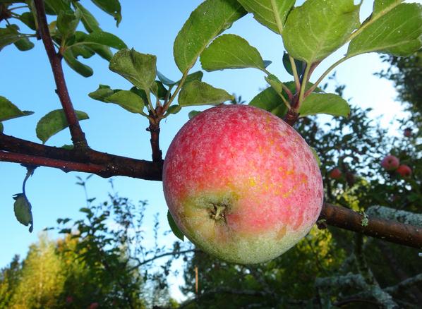 Яблони сорта Бефорест